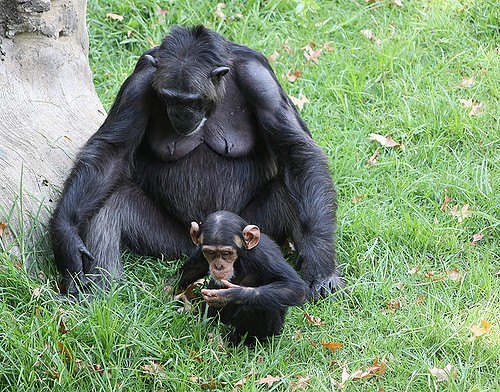 雌性黑猩猩與小孩。圖 / By Derek Keats @ flickr