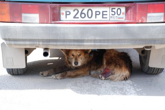 躲在車下的流浪狗。圖／Andrey＠flickr