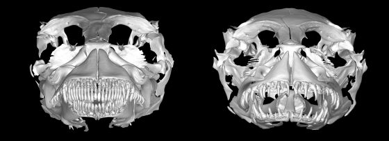 圖左為糙體銳齒鰕虎(Smilosicyopus leprurus),圖右為近親環帶剽眼鰕虎(Sicyopus zosterophorum)。圖 / 和友攝影