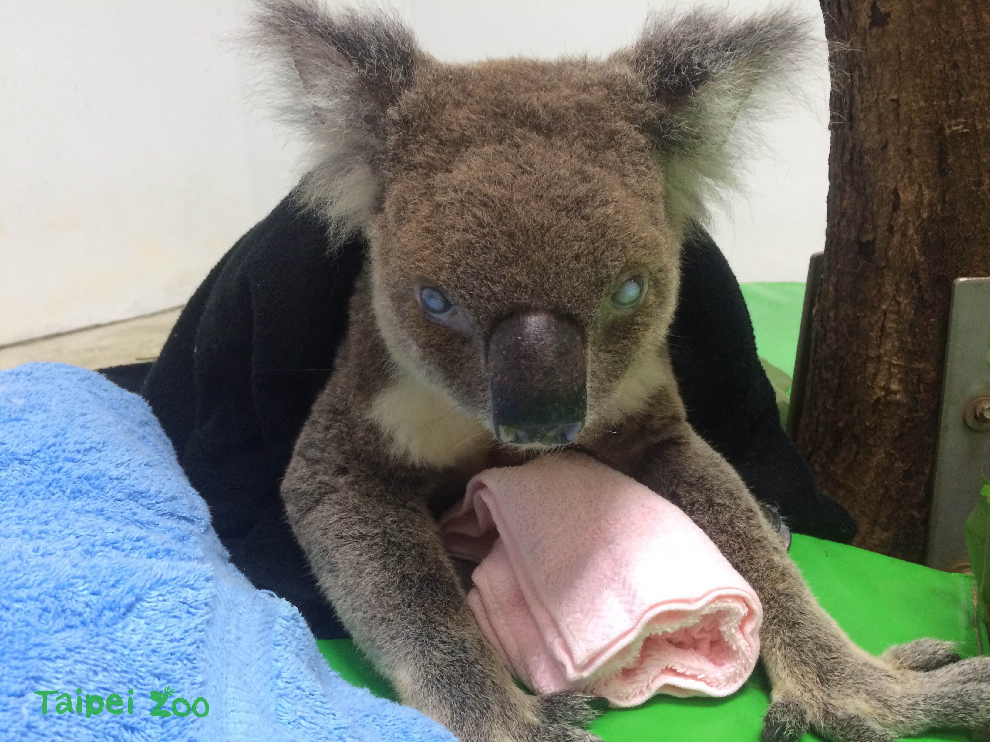 動物園保育員提供毛巾給派翠克保暖。圖片由台北市立動物園提供