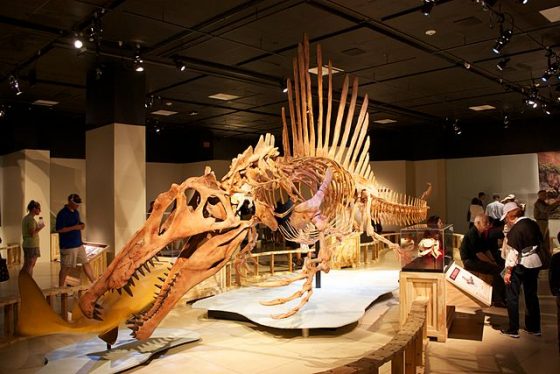 棘龍。圖／By Mike Bowler from Canada - Spinosaurus, CC BY 2.0, https://commons.wikimedia.org/w/index.php?curid=36582299