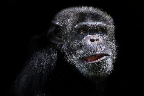 黑猩猩。圖 / By Patrick Bouquet @ flickr