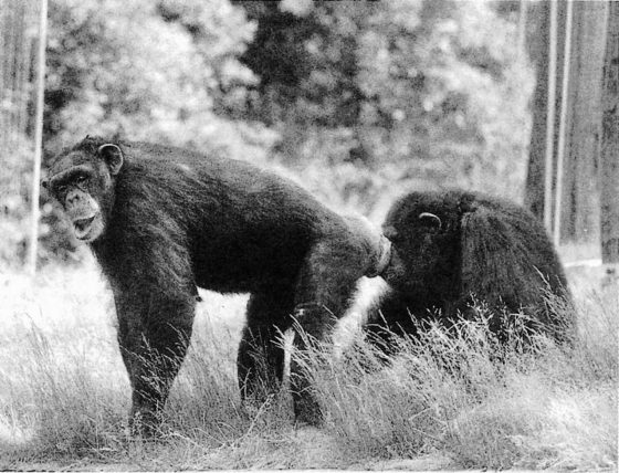 雄黑猩猩對雌黑猩猩腫脹的生殖器很感興趣。圖／《黑猩猩政治學》