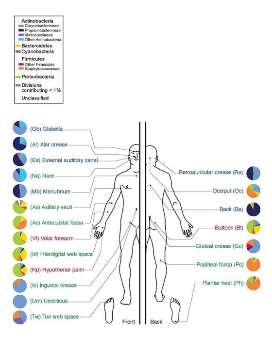 人體皮膚表面的微生物群系（microbiome）。圖／Public Domain