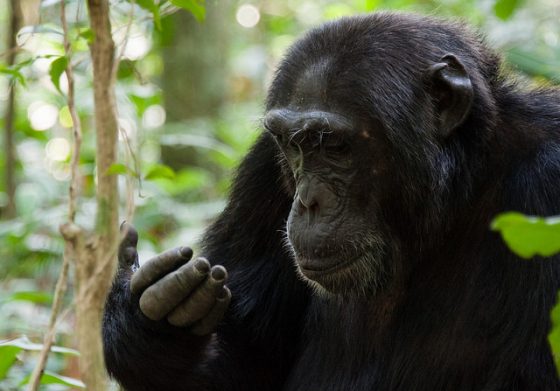 黑猩猩。圖 / by Xin Li @ flickr