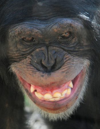 黑猩猩。圖 / By Valerie @ flickr