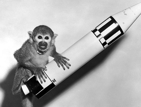 猴子 Baker 在 1959 年乘著 Jupiter IRBM 登上太空。圖／wiki