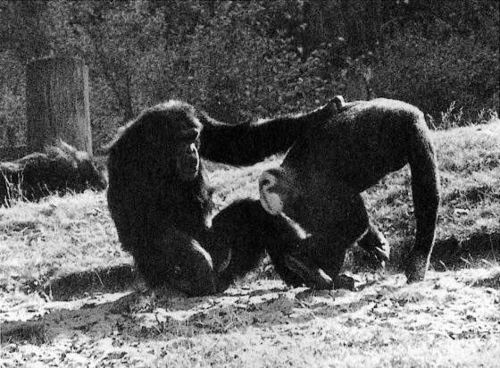 勞特（左）將手放在歐爾背上，接著歐爾便會蹲下來，準備進行性交。圖／《黑猩猩政治學》