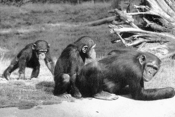 雄黑猩猩在年紀很小時便會做出性交行為。圖中，安珀正在和伍特「性交」，馮司（左）則在一旁做出威嚇動作。若換成兩隻成年的公黑猩猩，這種場面肯定會演變成嚴重衝突，但在這裡則像是個好玩的遊戲。圖／《黑猩猩政治學》