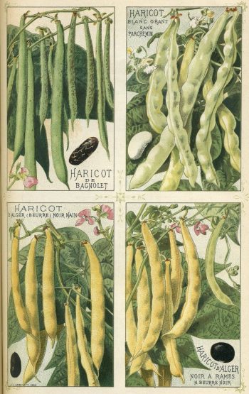 各種不同的菜豆。圖 / Wiki