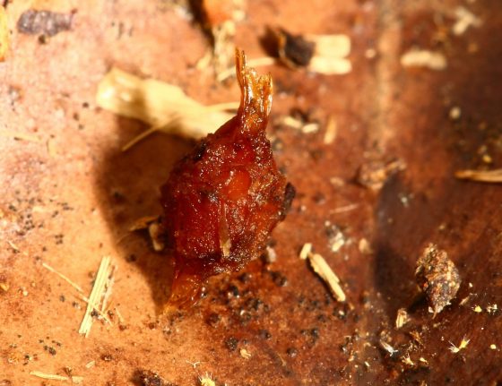 非洲夜蚯蚓的卵繭，表面不規則又常常粘著周圍的基材