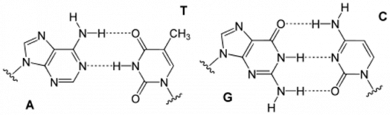 鹼基對是以氫鍵相結合的兩個含氮鹼基，以胸腺嘧啶（T）、腺嘌呤（A）、胞嘧啶（C）和鳥嘌呤（G）四種鹼基排列成鹼基序列，其中A與T之間由兩個氫鍵連接，G與C之間由三個氫鍵連接。圖／wiki