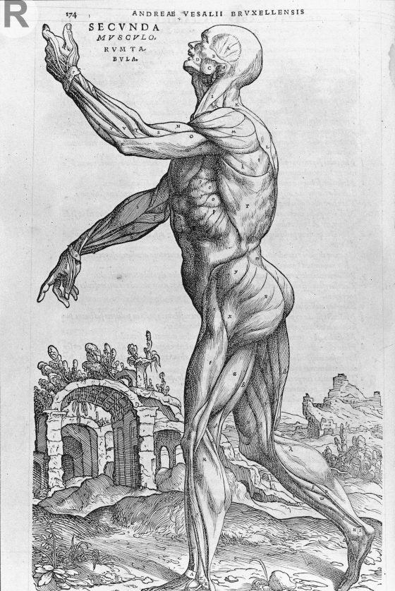 維薩留斯的《人體的構造》（De humani corporis fabrica, 1543 年）。（倫敦，惠康圖書館）圖／《醫學，為什麼是現在這個樣子？》