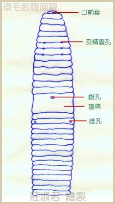 台灣常見的環毛蚓腹面，雄孔、雌孔以及受精囊孔的位置。圖片來源