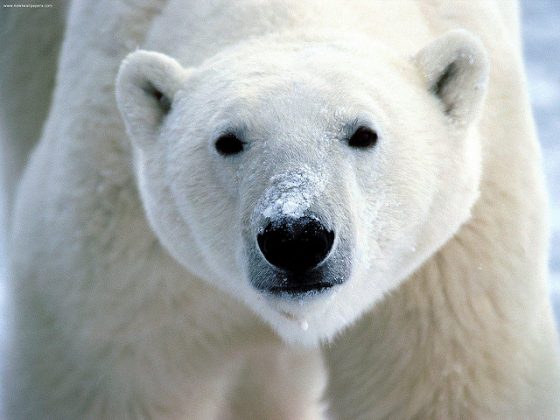 「想著北極熊」真的能讓我們更有效的省電嗎？圖 / By flickrfavorites @ flickr, CC BY 2.0