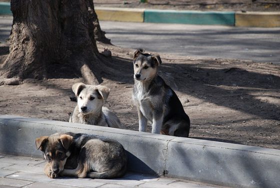 640px-Stray_dogs-pups