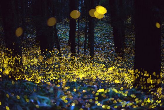 日本攝影師 Tsuneaki Hiramatsu 拍攝的螢火蟲。但實際上這是照片效果，真的螢火蟲遠遠沒有這麼亮，要能照明是極其困難的。圖／ Tsuneaki Hiramatsu
