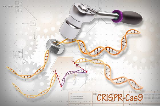 基因編輯技術在 2016 年獲得唐獎，也有更多的研究者開始針對人類胚胎使用CRISPR-Cas9技術。圖／NIH Image Gallery@flickr