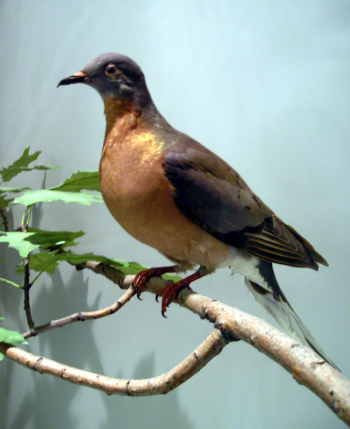 皇家安大略博物館收藏的旅鴿標本。圖／wiki