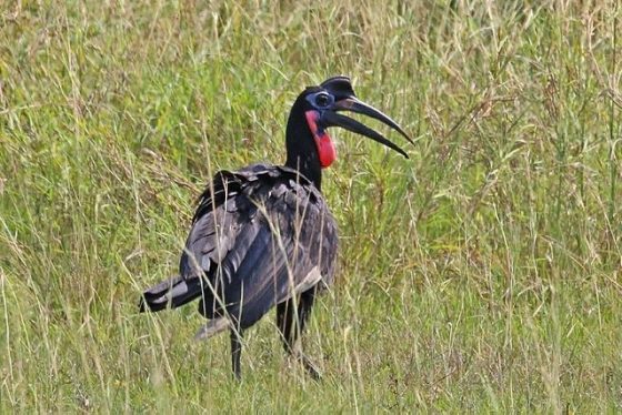 640px-abyssinian_ground-hornbill_bucorvus_abyssinicus_male