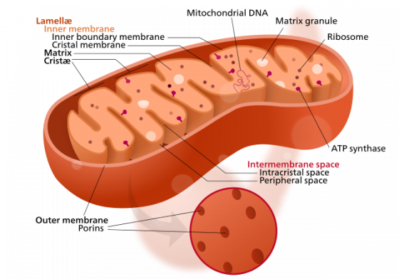 640px-mitochondrion_structure-svg