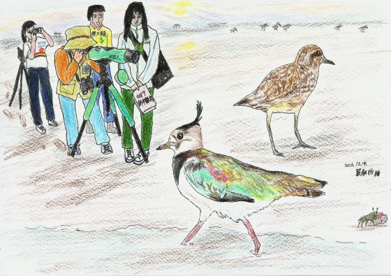 今年新年數鳥的主題鳥小辮鴴俗稱土豆鳥，牠所出現的水田、短草叢、廢耕地與泥灘地其實也是滿多其他鷸鴴所會出現的地方，因此在觀察這些水鳥的過程，往往也可以同時觀察到不同鳥類的行為。體驗不同鳥類之間的生活其實正是賞鳥的樂趣所在。 圖／嚴融怡
