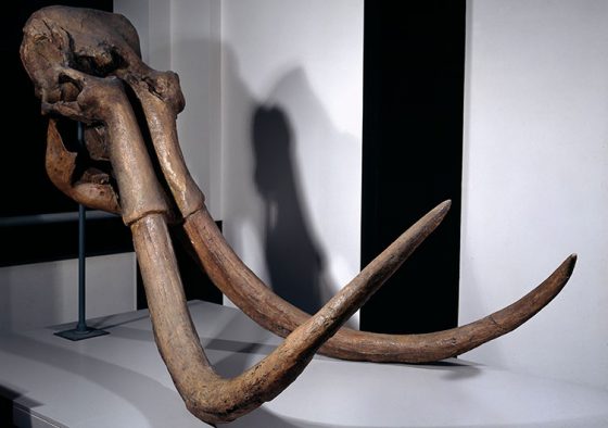 steppe-mammoth-skull-news