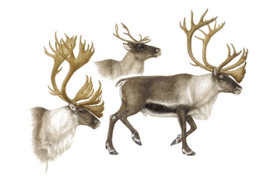 真正的馴鹿，英國叫Reindeer，美國叫 Caribou，但聖誕老人的馴鹿一般都還是用 Reindeer。注意是馴鹿，不是麋鹿也不是別的什麼鹿。圖／Smithsonian 