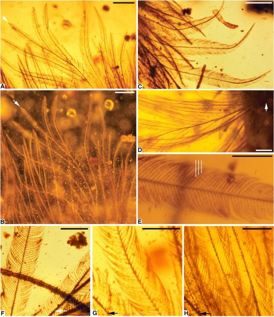 顯微鏡觀察琥珀裡的羽毛在不同角度下的照片。圖/取自原始論文