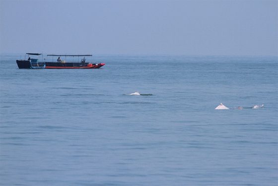 中華白海豚以魚類為主食，且有時會出現在漁船及網具附近，卻也造成了漁業活動與海豚保育之間的衝突，但中華白海豚與經濟活動之間只存在著負面的影響嗎？其實白海豚在食物鏈中扮演著相當關鍵的角色，若海豚消失了，海洋中的蝦蟹類將會大幅減少。圖／台大周蓮香教授提供，劉明章攝