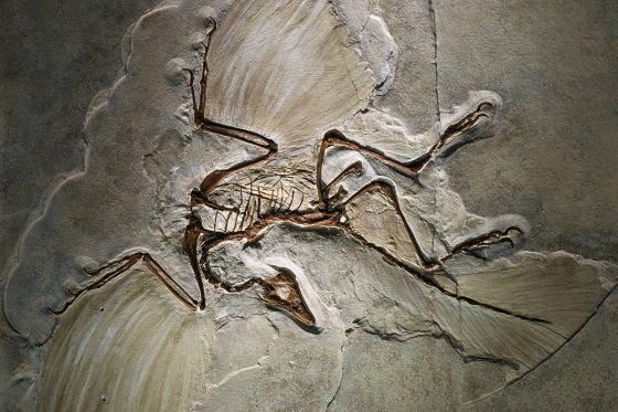 於德國南部發現的始祖鳥（Archaeopteryx lithographica）化石。圖／By James L. Amos - National Geographic Society, CC0, https://commons.wikimedia.org/w/index.php?curid=36117298