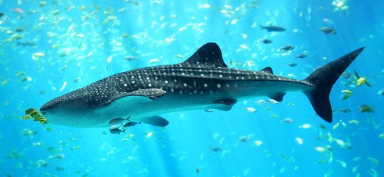 640px-whale_shark_georgia_aquarium