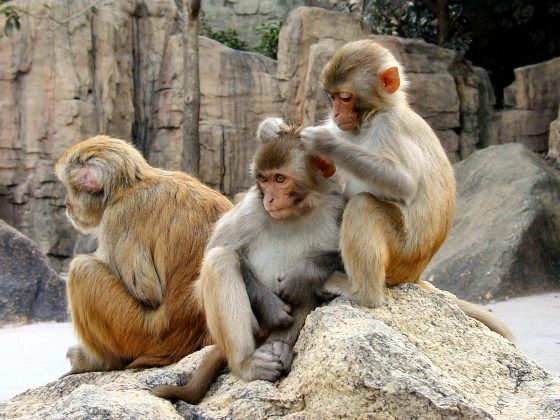 rhesus-macaques-primates-912411_1600_1200