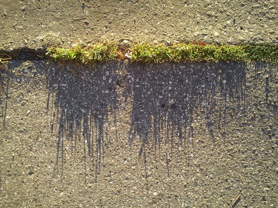 雜草填滿了路面的縫隙。圖／rkit @ Pixabay