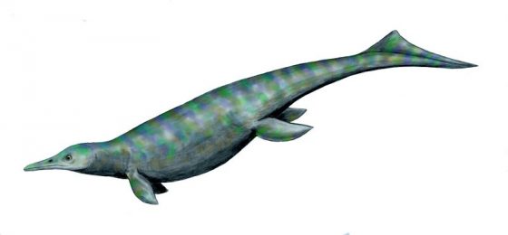 魚龍超目（Ichthyosaur）中最早發現的歌津魚龍屬（Utatsusaurus hataii）物種。圖／By Nobu Tamura (http://spinops.blogspot.com) - Own work, CC BY 2.5, https://commons.wikimedia.org/w/index.php?curid=19461373