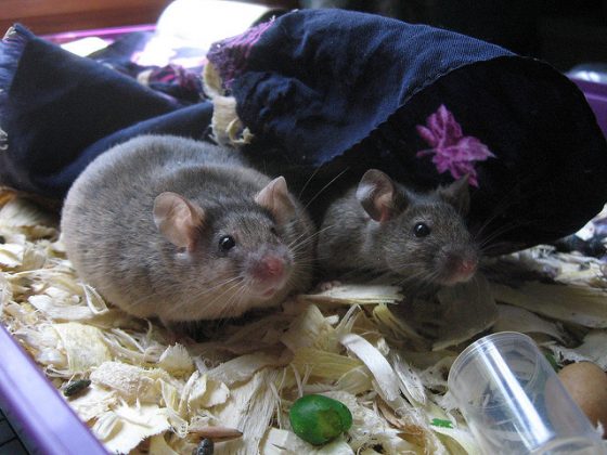 研究團隊將 DUSP6 基因剔除小鼠與對照組的小鼠做比較，同時餵食兩組小鼠高脂肪飼料。圖／By crwr @ flickr, CC BY-NC-ND 2.0