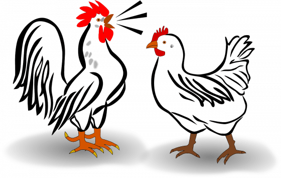 雞的溝通方式，遠比我們想的還多。圖／Pixabay
