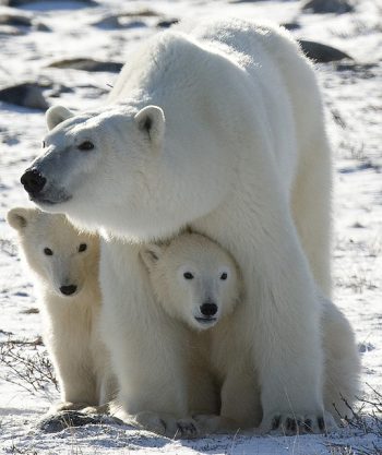「北極熊愛護幼獸，但也兇猛無比。」圖／Karilop311 @ Flickr