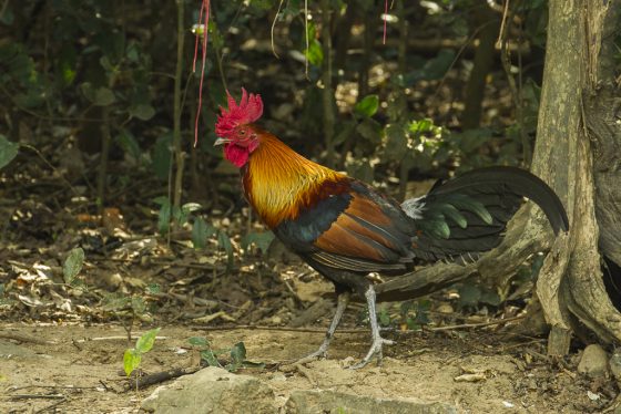 家雞的馴養，發生在大約八千年前，其祖先是生活在東南亞森林的野生紅色叢林雞。圖／By Francesco Veronesi, CC BY-SA 2.0, wikimedia commons