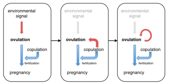 排卵的演化三階段進程，分別為：環境訊號誘發排卵、交配誘發排卵以及有自發排卵週期。