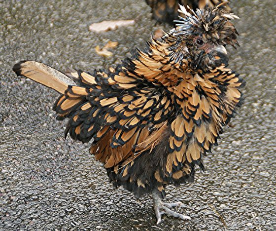捲毛雞的捲曲羽毛與一種角質蛋白質（K75）的變異有關。圖／FarzanaL@flickr