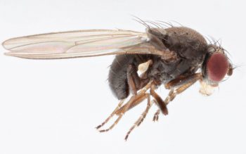 果蠅的性騷擾行為，可能是入侵種的勝利之道？