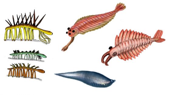 怪誕蟲、歐巴賓海蠍、奇蝦以及後斯普里格蟲。