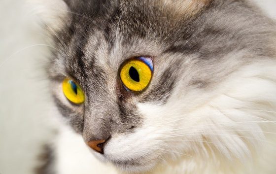貓也有眼白，但跟人相比比例上小很多。