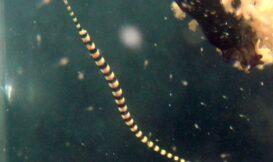 黑環海龍是棲息在珊瑚礁區的海龍