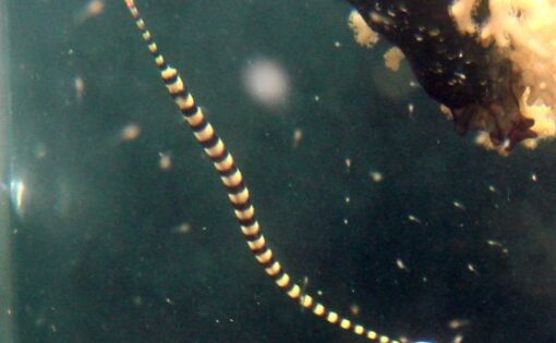 黑環海龍是棲息在珊瑚礁區的海龍