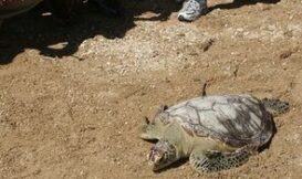 受傷痊癒的海龜重新返回大洋的家