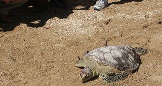 受傷痊癒的海龜重新返回大洋的家