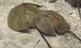 鱟生殖期間雌雄個體形影不離因而有鴛鴦魚的美稱。