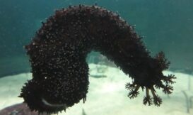 蕩皮參偶而會攀爬在玻展示玻璃缸上